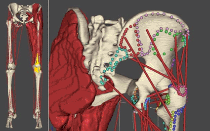 Image: Images from the Living Human Digital Library (LHDL) (photo courtesy of PhysiomeSpace).